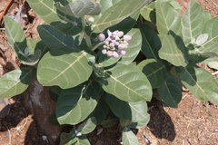 Calotropis gigantea